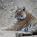 Tiger spotting  by busylady