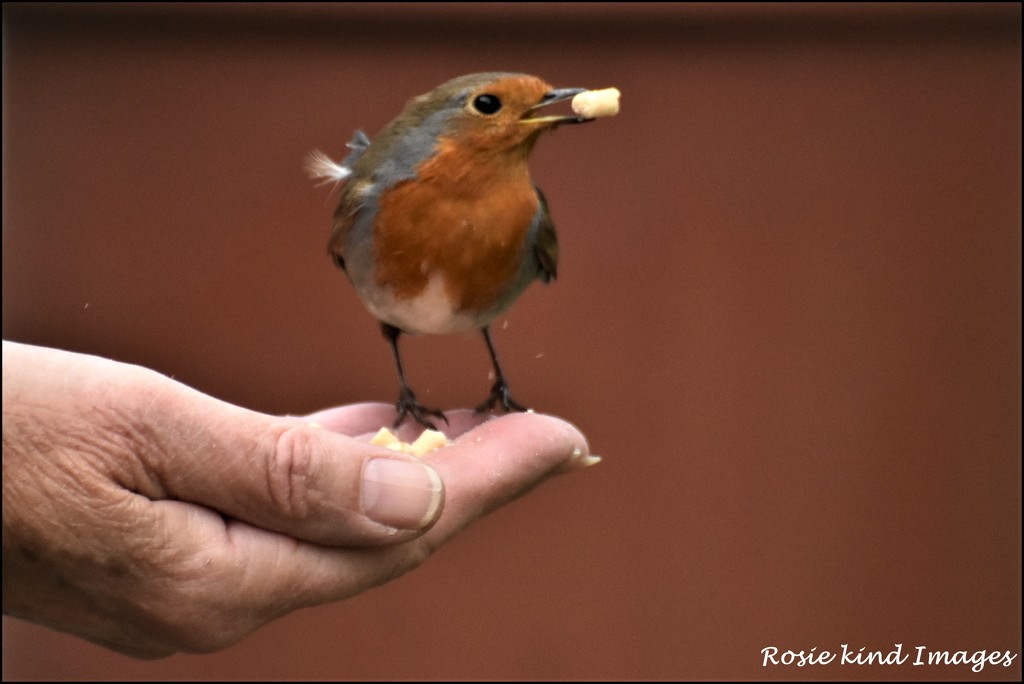 Isn't he the dearest little robin by rosiekind