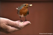 14th Apr 2019 - Isn't he the dearest little robin
