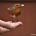 Isn't he the dearest little robin by rosiekind