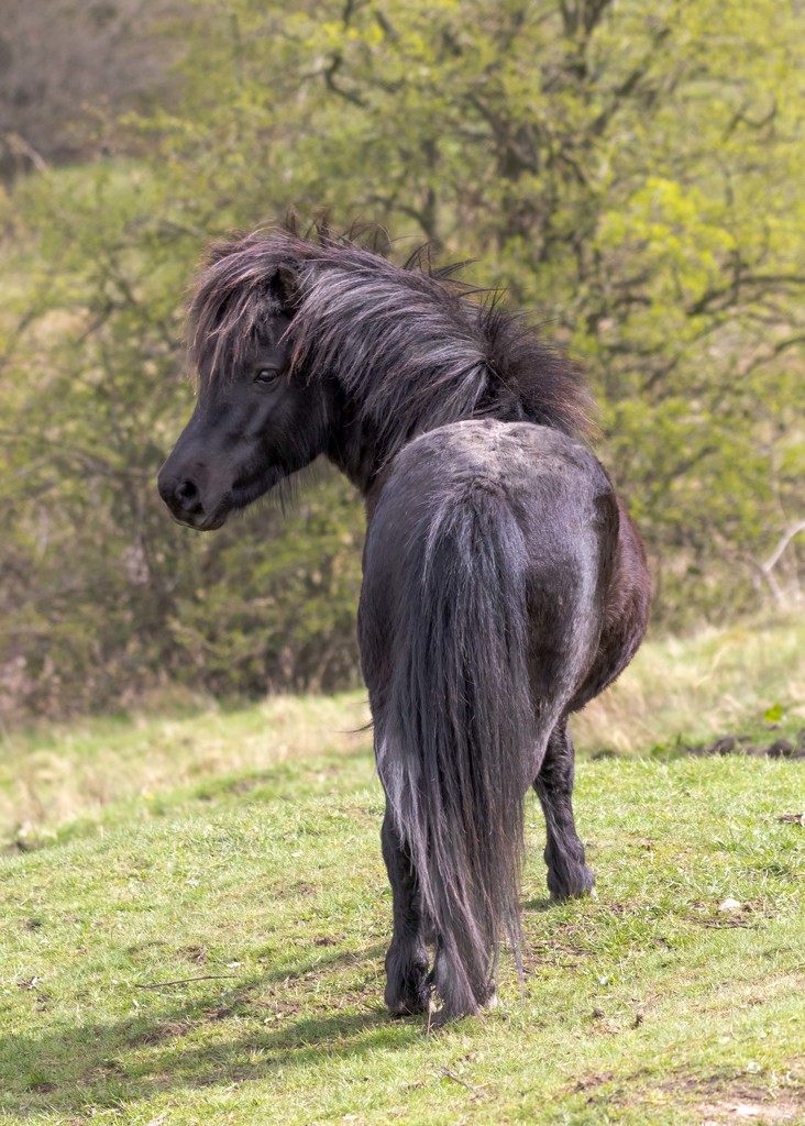 Pony by shepherdmanswife