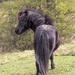 Pony by shepherdmanswife
