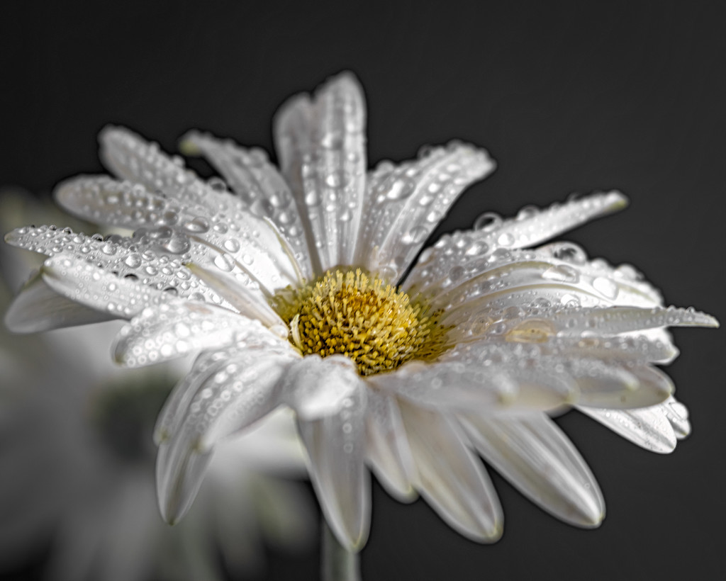 daisy with droplets by jernst1779