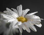 14th Apr 2019 - daisy with droplets