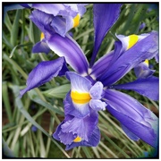 8th Apr 2019 - Iris du jardin