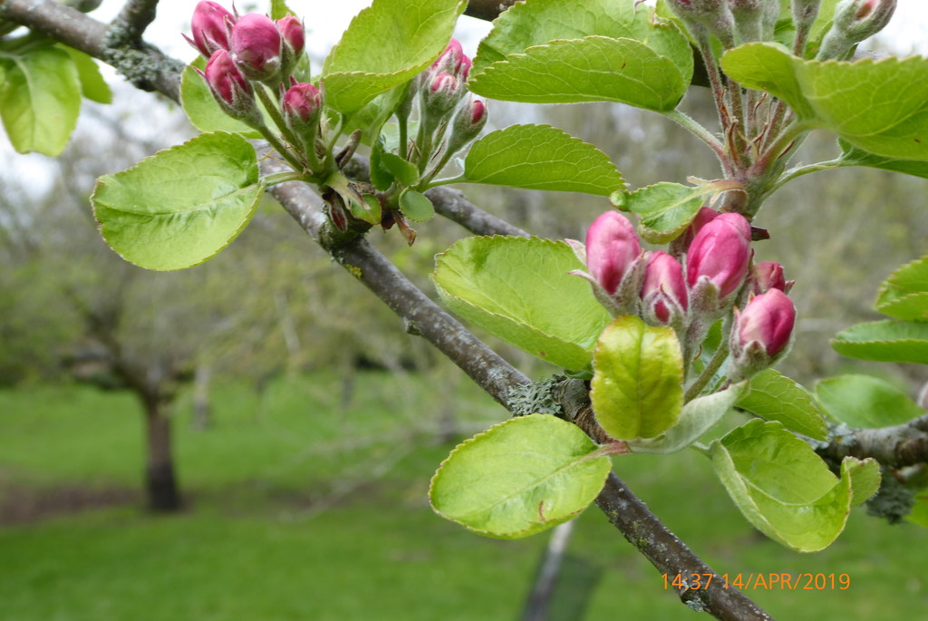 Apple blossom in the orchard  by snowy