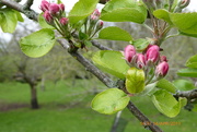 14th Apr 2019 - Apple blossom in the orchard 