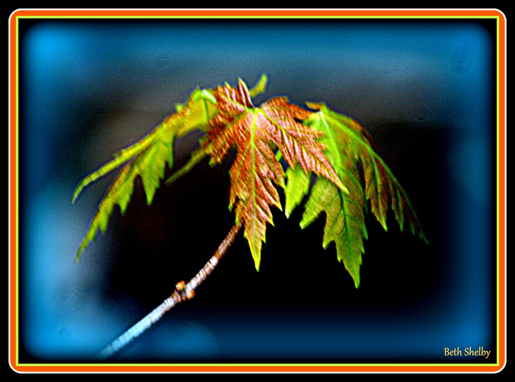 Emerging Maple Leaves by vernabeth