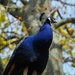 Peacock at Holland Park by bizziebeeme