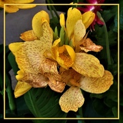15th Apr 2019 - Variegated Canna Lily ~   