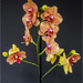 Orange Orchids  by pcoulson