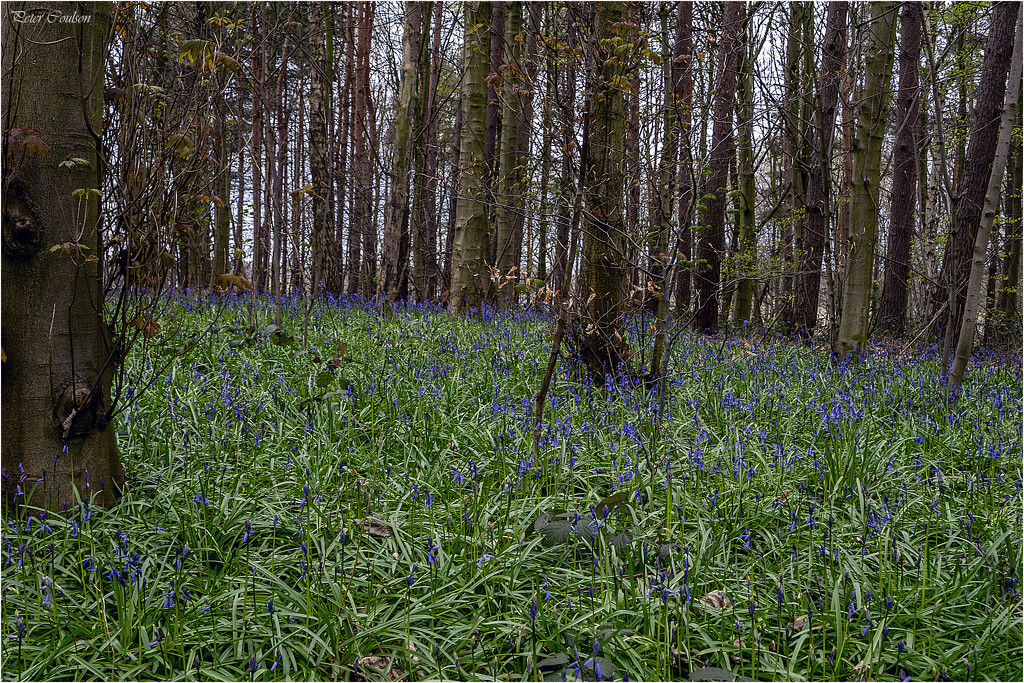 Bluebells  by pcoulson