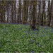 Bluebells  by pcoulson