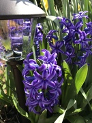 13th Apr 2019 - Hyacinth 