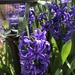 Hyacinth  by beckyk365