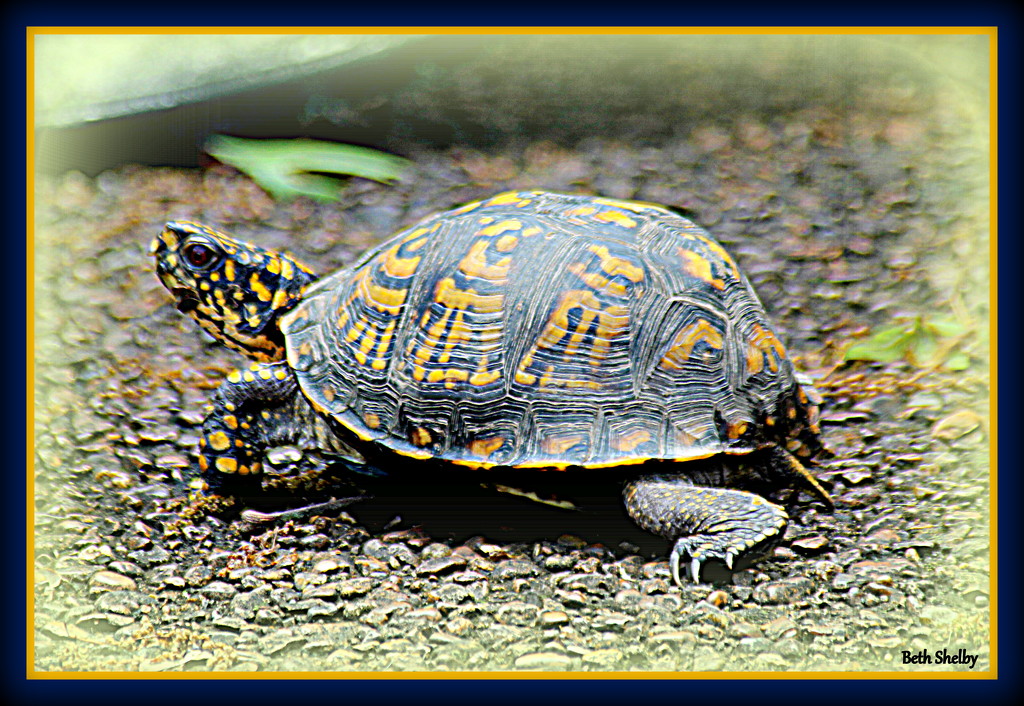 Box Turtle On the Move by vernabeth