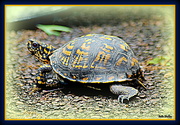 16th Mar 2019 - Box Turtle On the Move