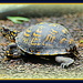 Box Turtle On the Move by vernabeth