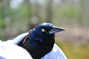 7th Apr 2019 - Day 97: Poor Grackle