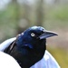 Day 97: Poor Grackle by jeanniec57