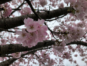 14th Apr 2019 - Cherry Blossom
