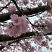 Cherry Blossom by loweygrace