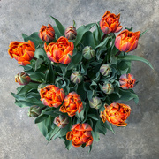 14th Apr 2019 - Costco Tulips