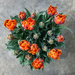 Costco Tulips by kwind