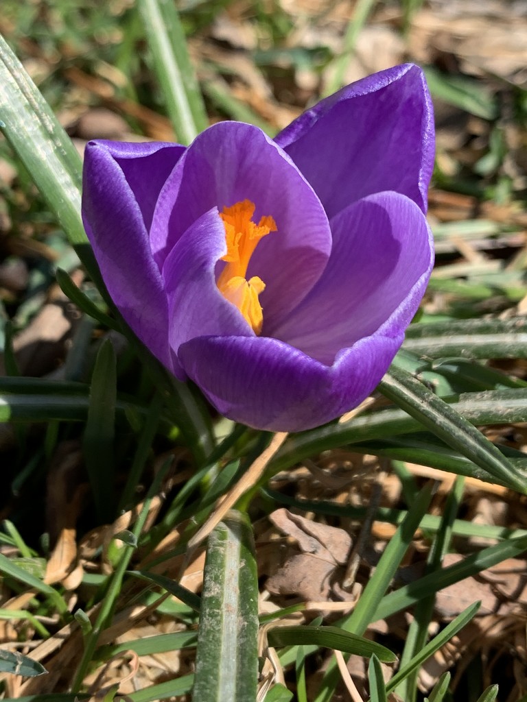 First bloom of the season in our yard by dakotakid35