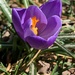 First bloom of the season in our yard by dakotakid35