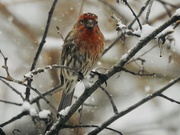 14th Apr 2019 - Snowy finch