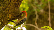14th Apr 2019 - Woodpecker Being Shy!