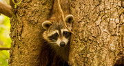14th Apr 2019 - Rocky Raccoon, Trying to Come Out of the Tree!