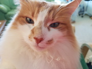14th Apr 2019 - Ginger's face 