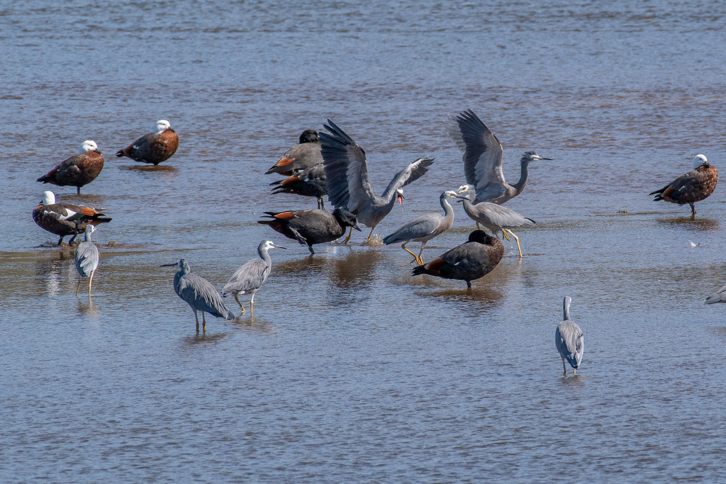 A Siege of  Herons by yorkshirekiwi
