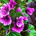 Mystery flower, Hampton Park, Cfarleston, SC by congaree