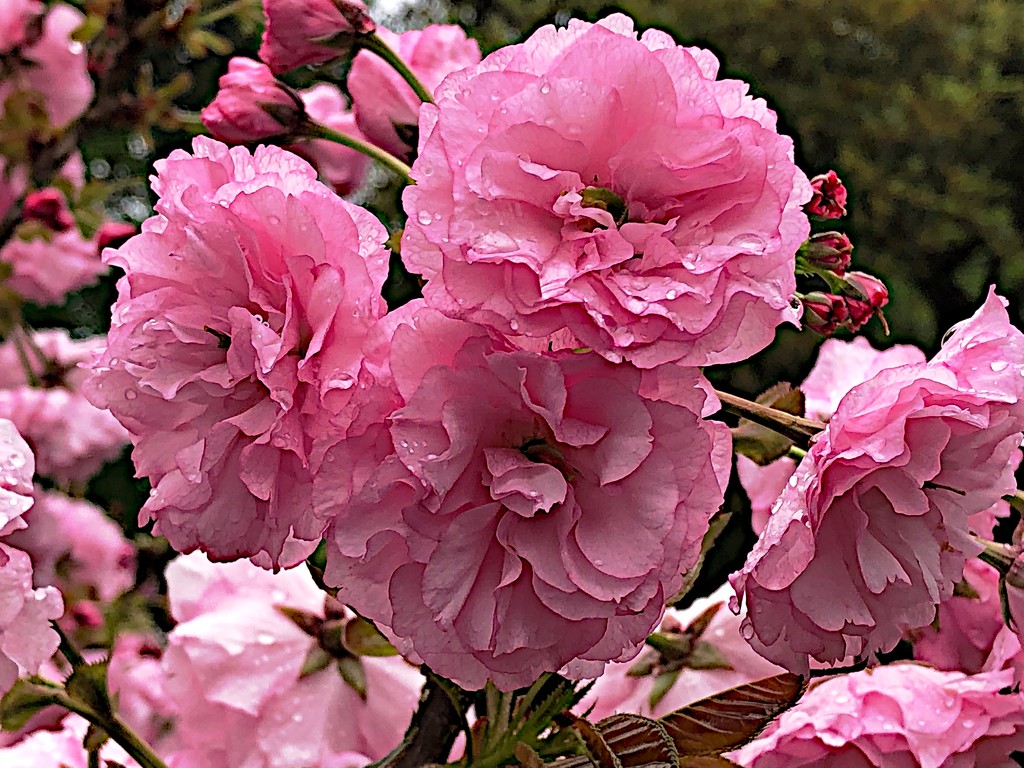 Roses, Hampton Park by congaree