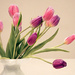Vase of Tulips by gq