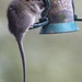 Young Rat on bird feeder by shepherdmanswife