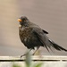 Wet Blackbird  by wendyfrost