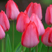 Tulips Readying for Full Bloom... by seattlite