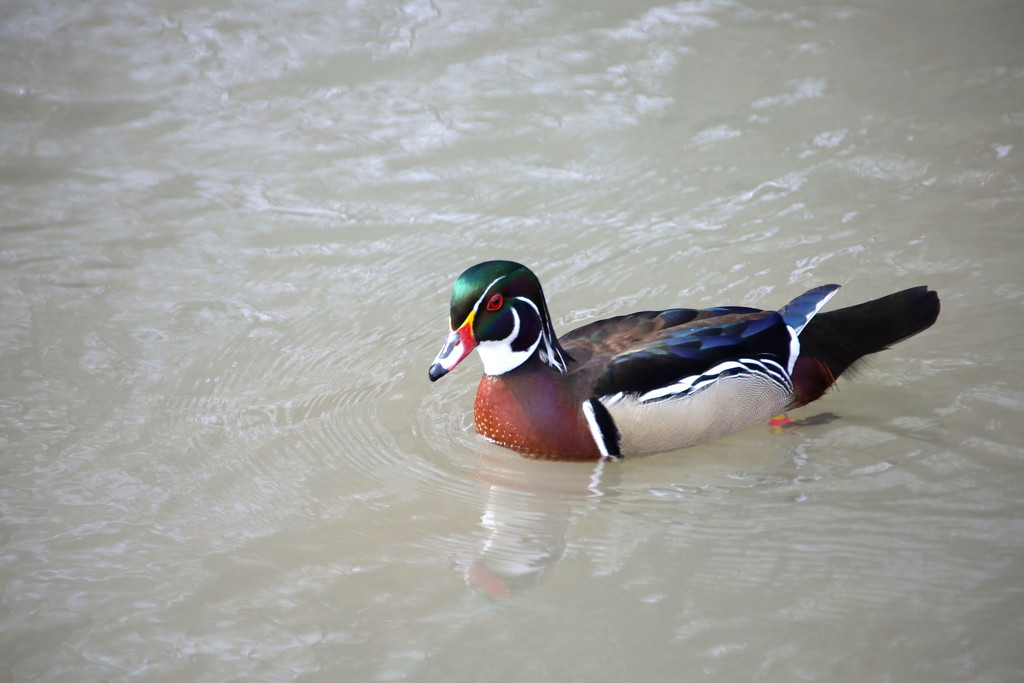 Arundel Wetlands Centre Duck by davemockford