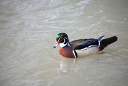 14th Apr 2019 - Arundel Wetlands Centre Duck
