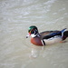 Arundel Wetlands Centre Duck by davemockford