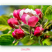 Budding Blossom by carolmw