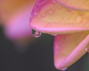 15th Apr 2019 - Refreshed By The Rain _DSC6022