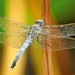 Blue skimmer dragon fly. by judithdeacon