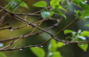 15th Apr 2019 - Raindrops on branches
