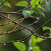 Raindrops on branches by mittens