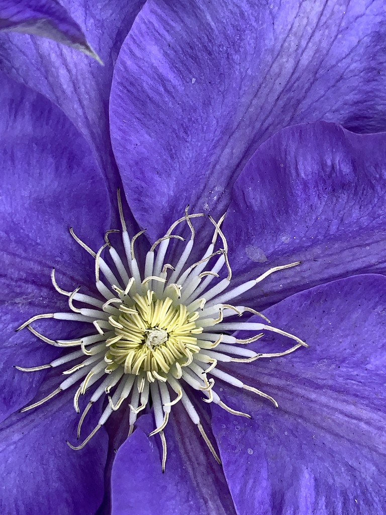 Purple Beauty by shutterbug49